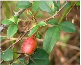 元媛子吃瓜,揭秘娱乐圈幕后真相