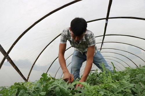 回村后吃瓜,见证乡村变迁的别样视角