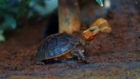 乌龟吃瓜搞笑配音,搞笑配音，欢乐无限