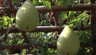 吃瓜风九,娱乐圈的“瓜王”传奇