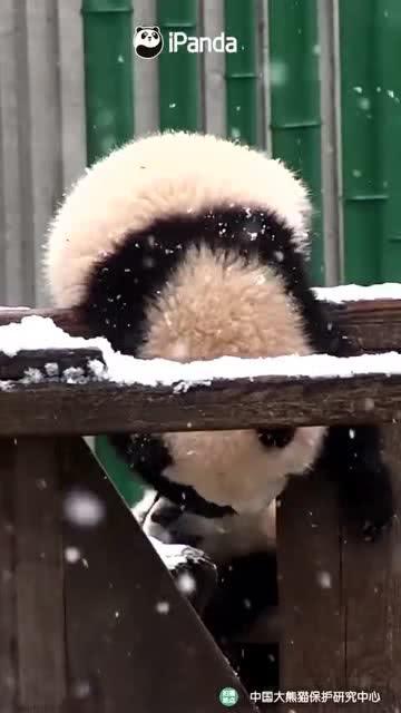 吃瓜小熊男,揭秘校园里的“瓜王”传奇