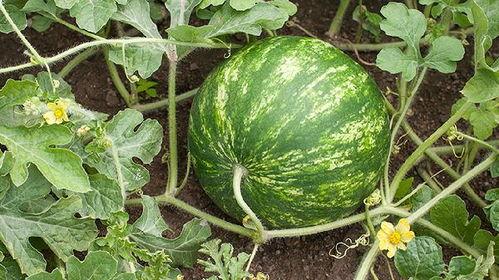 吃田瓜会长胖吗,吃田瓜真的会长胖吗?