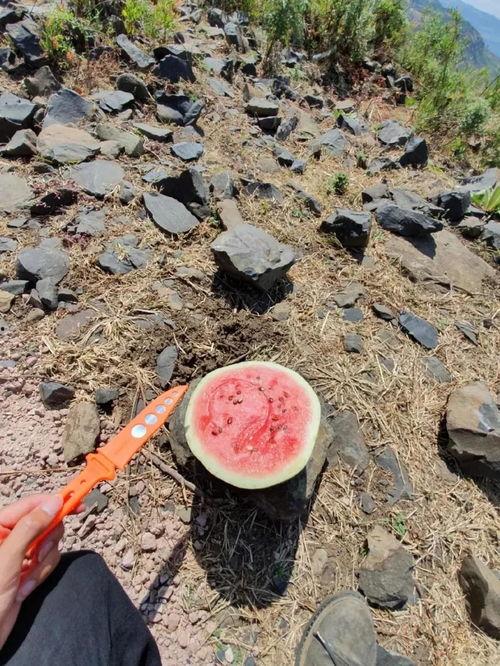 望远吃瓜,揭秘网络舆论场中的趣味与真相