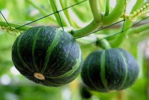 以色列贵族吃全瓜,全瓜盛宴背后的文化内涵