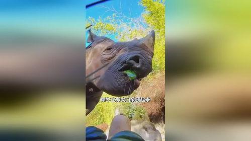 吃瓜的老犀牛,揭秘娱乐圈那些不为人知的幕后故事