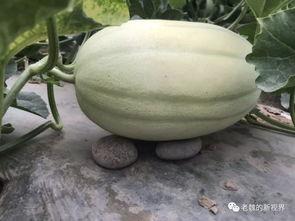 老闫吃瓜,揭秘娱乐圈那些不为人知的幕后故事