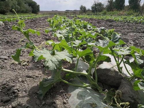 老闫吃瓜,揭秘娱乐圈那些不为人知的幕后故事