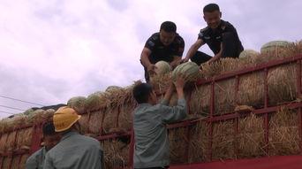 碣石吃瓜群众事件,一场网络舆论的风暴与反思