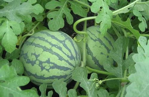 武汉中学吃瓜,一场别开生面的“吃瓜”大戏