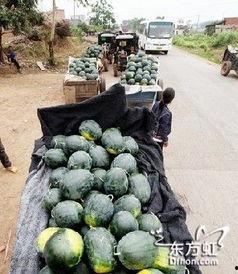 邯郸武安吃瓜事件,一场引发社会关注的网络热议