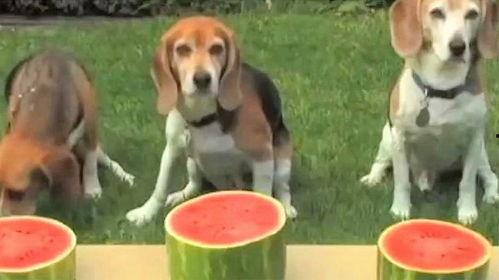 吃瓜被抓到狗狗,狗狗成关键线索揭秘事件真相