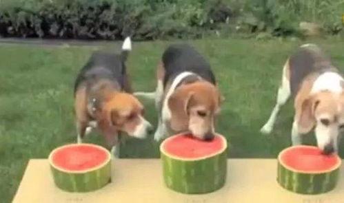 吃瓜被抓到狗狗,狗狗成关键线索揭秘事件真相