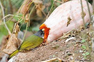小鸟吃瓜的句子