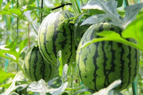 吃瓜就吃真瓜,吃瓜就吃真瓜，还原明星幕后真相