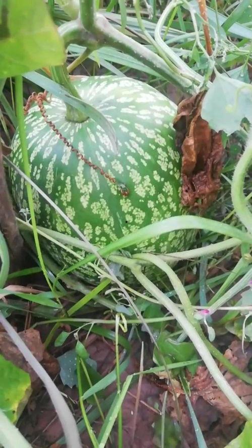 神奇的瓜怎么吃