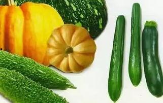 可以吃的瓜是什么瓜,探寻那些可以食用的美味瓜类
