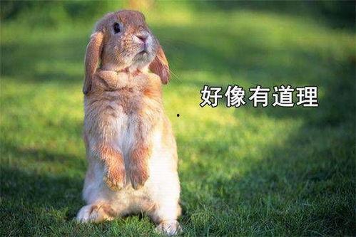 祈福兔兔吃瓜,探寻吉祥物背后的趣味与寓意