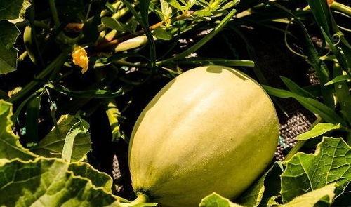 吃瓜嗓子肿,揭秘嗓子肿痛的成因与防治