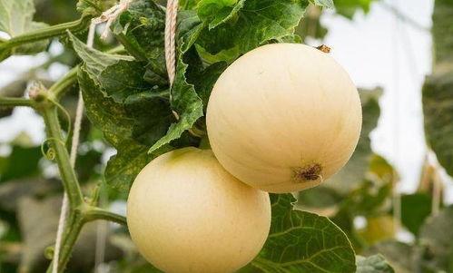 吃瓜嗓子肿,揭秘嗓子肿痛的成因与防治