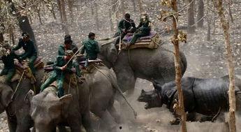 龙骑犀牛吃瓜,瓜田奇遇记