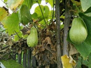 土象吃瓜,品味生活，洞察人性