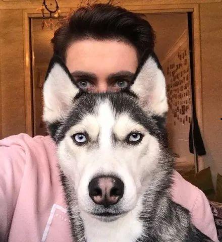 二哈吃瓜群众摸头,一场欢乐的互动盛宴