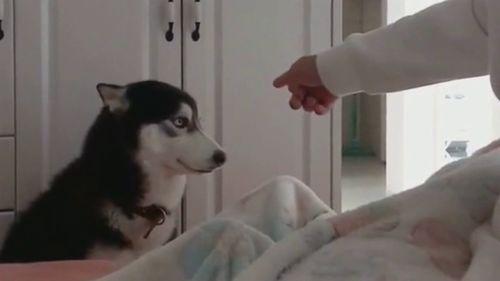 二哈吃瓜群众摸头,一场欢乐的互动盛宴