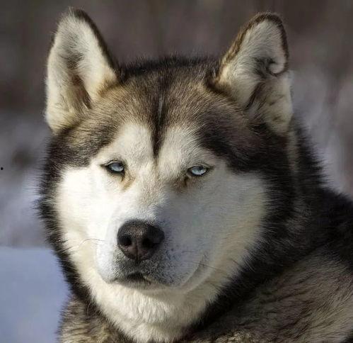 二哈吃瓜群众摸头,一场欢乐的互动盛宴