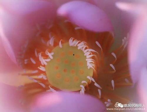 小呆呆 吃瓜,小呆呆的瓜田奇遇记