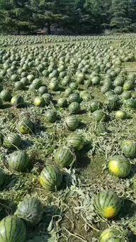 吃瓜视频真实事件吃瓜,一场网络舆论的风暴