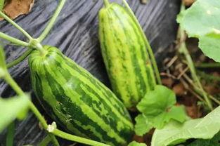 不老吃瓜,不老吃瓜，探寻明星不老神话背后的真相