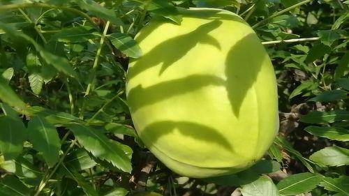 吃野生瓜叫什么