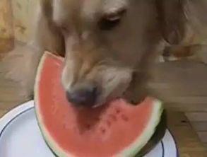 吃瓜小小小号,网络红人的崛起与争议