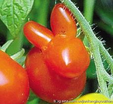 吃瓜裂枣,揭秘瓜果界的“网红”现象