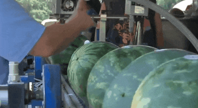 打工吃瓜,一起吃瓜看世界