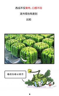 孕妇吃瓜群众,孕期饮食的甜蜜困惑与科学解答