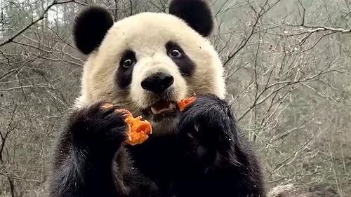 吃瓜的瓜哥熊猫叫什么,吃瓜界的萌宠传奇