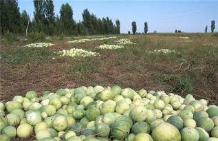 豆地里吃瓜,探寻传统农耕文化的魅力