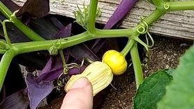 小瓜花可以吃,美味可口的天然美食探索