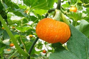 庄河吃瓜主角,揭秘幕后真相与精彩瞬间