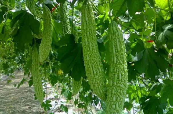 秋收瓜怎么吃,解锁各式美味瓜食秘籍