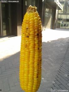 秋收瓜怎么吃,解锁各式美味瓜食秘籍