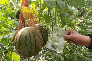 吃瓜第一线吃瓜群众,揭秘吃瓜群众的热情与智慧