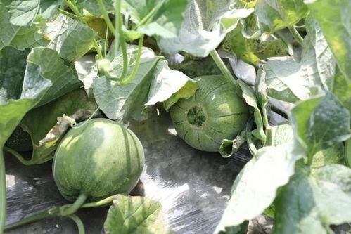 又是吃瓜季节,吃瓜群众狂欢季