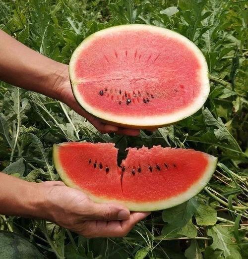 又是吃瓜季节,吃瓜群众狂欢季