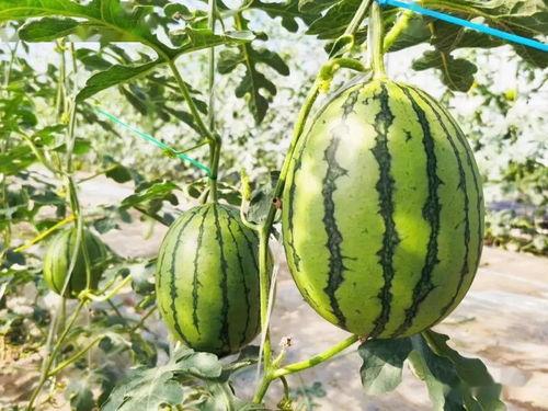 瓜民们别吃瓜了,聚焦自身成长