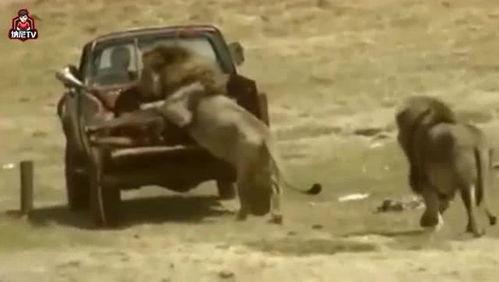 捕猎吃瓜的电影