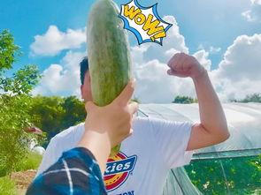 网红泰国吃瓜,一场视觉与味蕾的双重盛宴