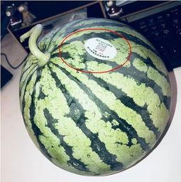 网红泰国吃瓜,一场视觉与味蕾的双重盛宴