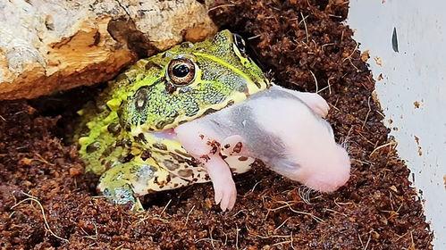 井中蛙吃瓜盘怎么用,揭秘井中蛙吃瓜盘的独特用法